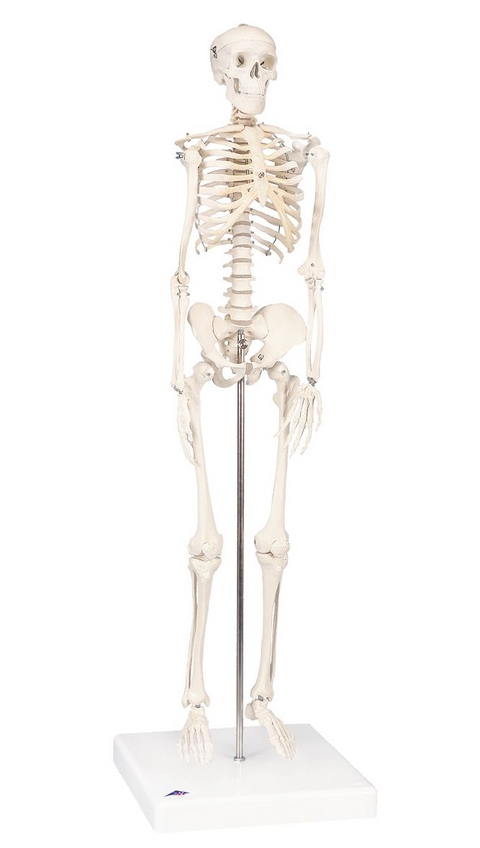 Mini-Skelett „Shorty“, auf Sockel